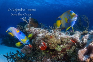 Queen Angels in Paradise, Cozumel México by Alejandro Topete 